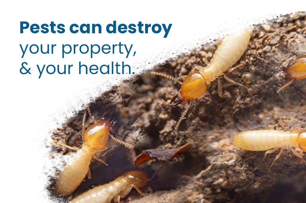 5 benefits of pest control services for your health.
